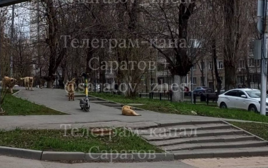 Свора агрессивных собак терроризирует саратовцев на улице Рахова